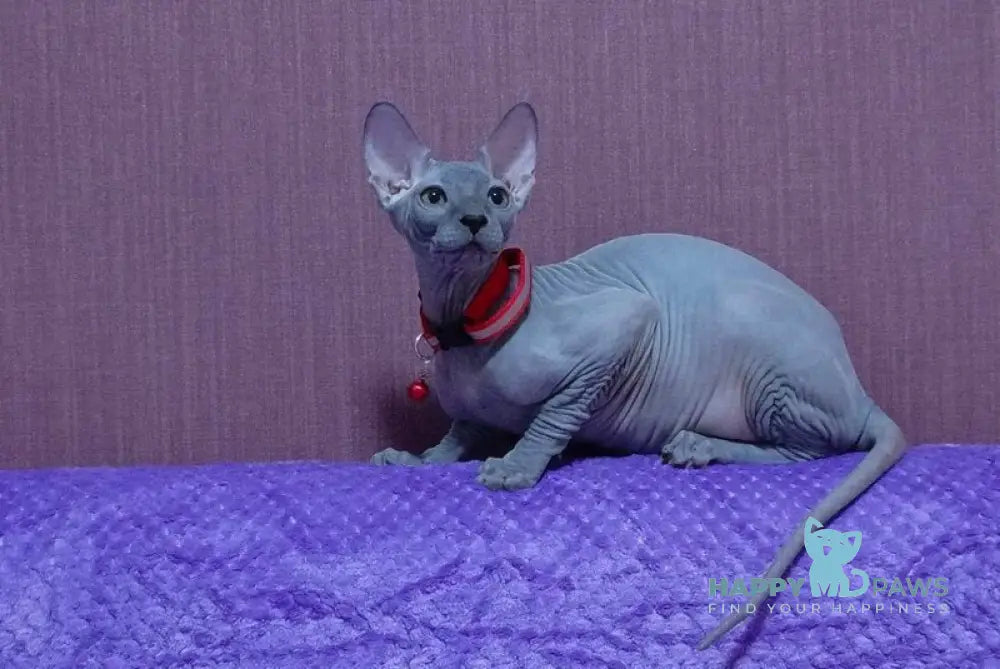 Bogema Canadian Sphynx female blue live animals