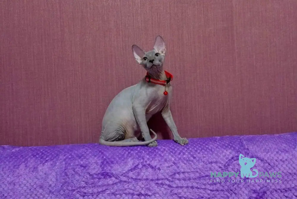 Bogema Canadian Sphynx female blue live animals