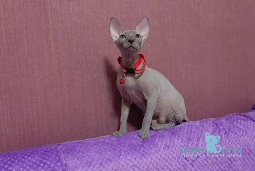 Bogema Canadian Sphynx female blue live animals