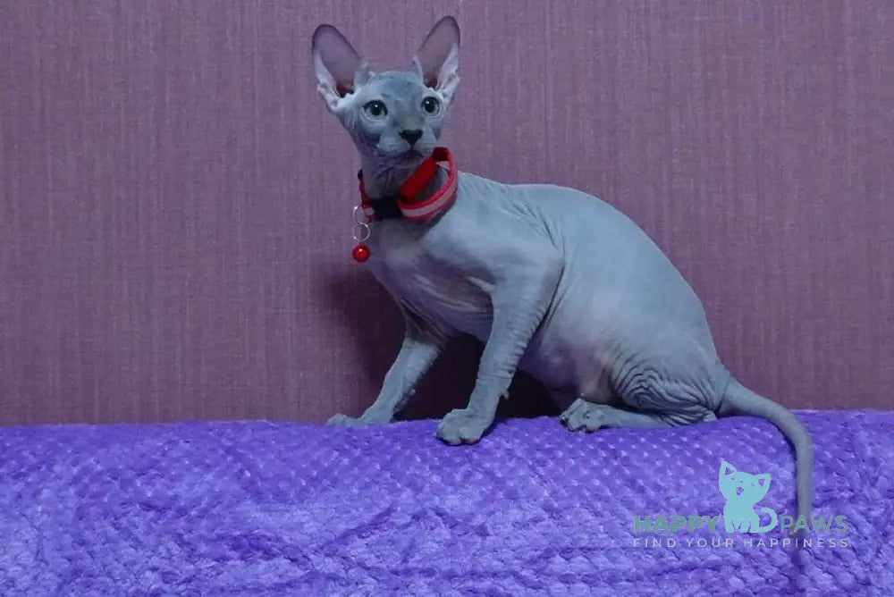 Bogema Canadian Sphynx female blue live animals