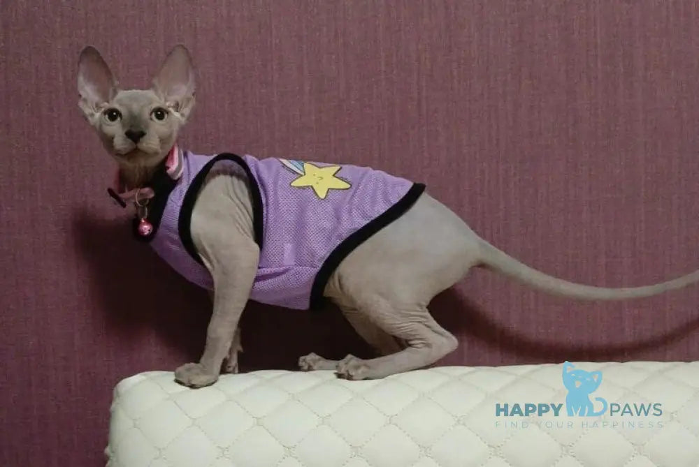 Boginia Canadian Sphynx female blue live animals