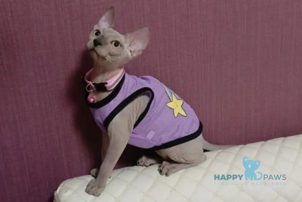 Boginia Canadian Sphynx female blue live animals
