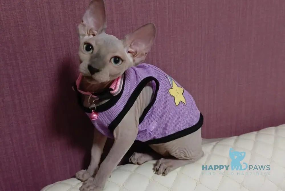 Boginia Canadian Sphynx female blue live animals