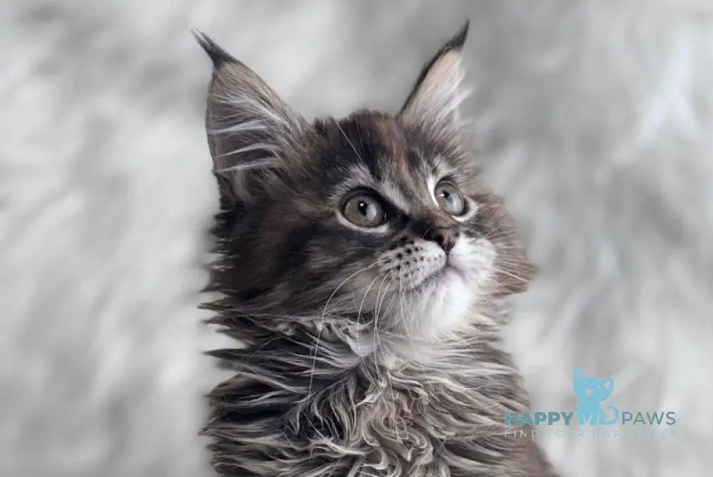 Bohema Maine Coon female black tortie tabby live animals