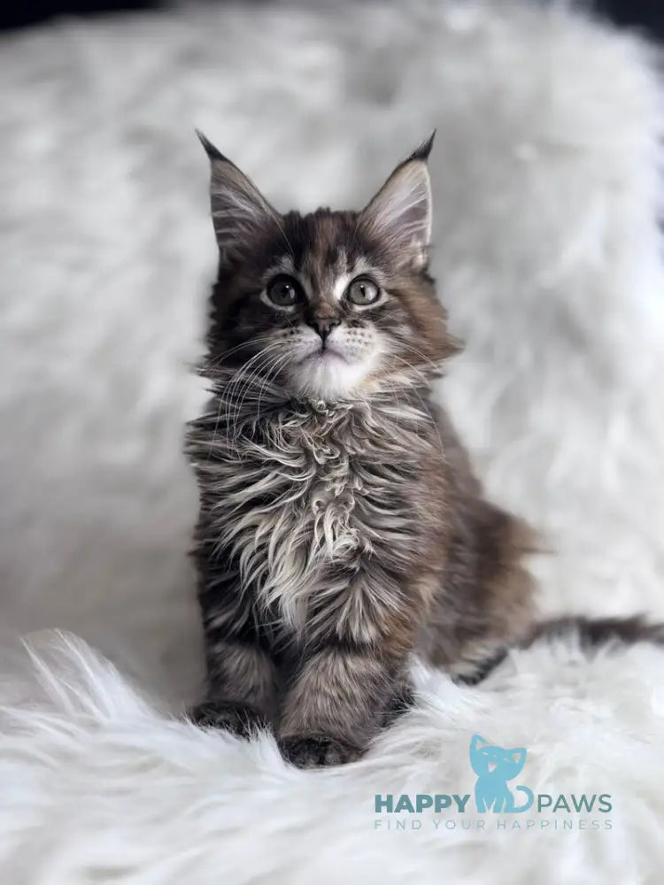 Bohema Maine Coon female black tortie tabby live animals