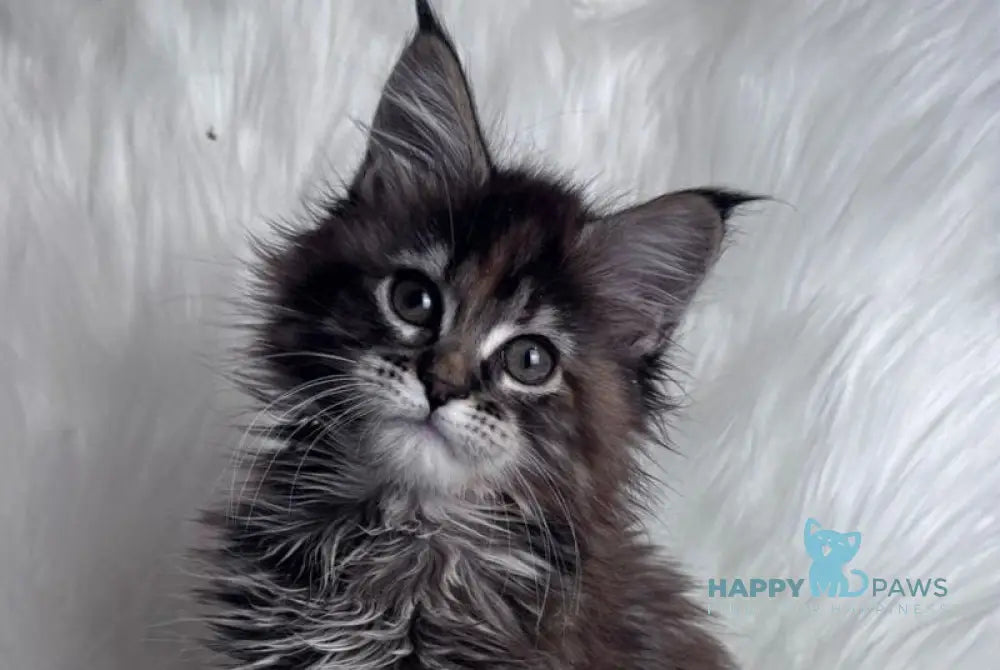 Bohema Maine Coon female black tortie tabby live animals