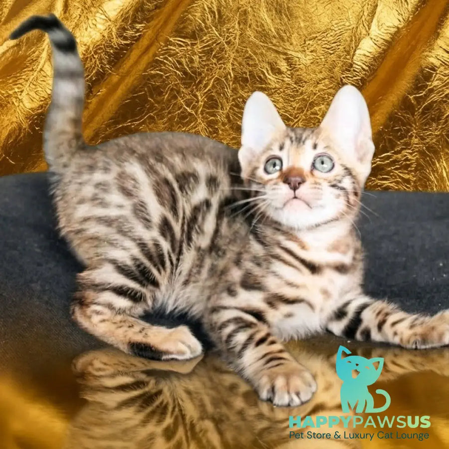 Bohemia Bengal female black spotted tabby - live animals