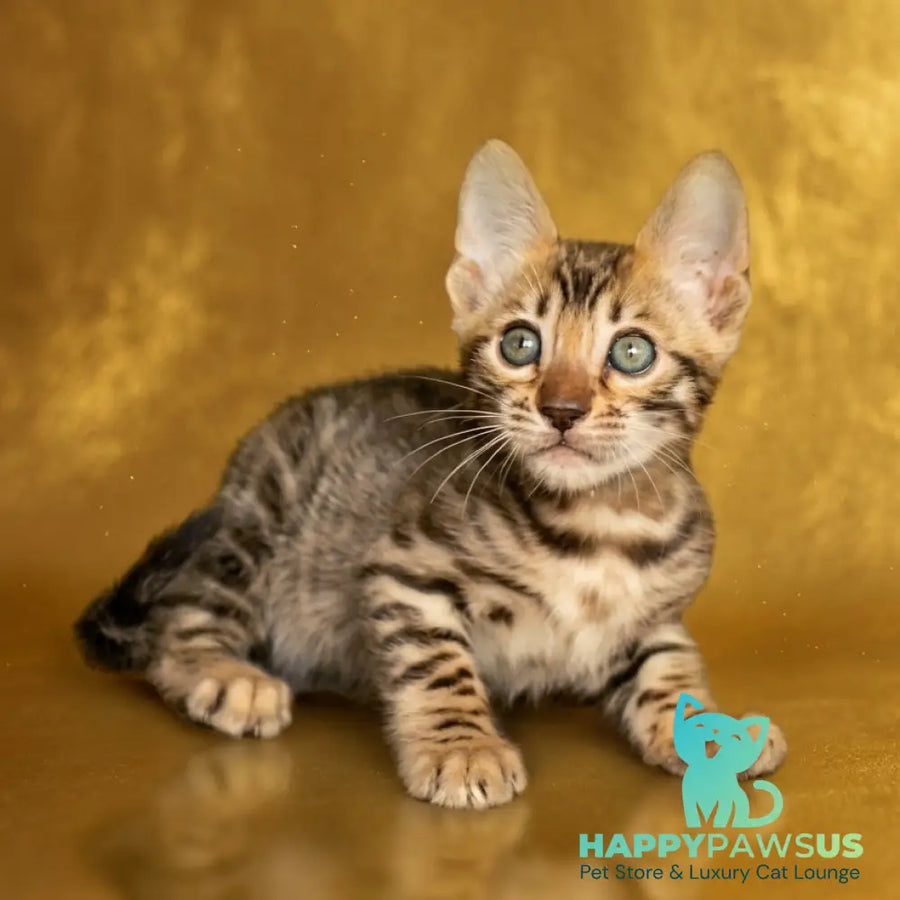 Bohemia Bengal female black spotted tabby - live animals