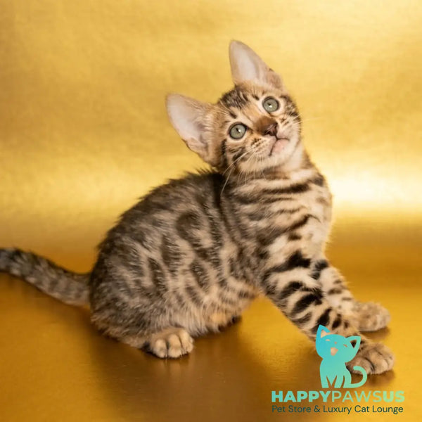 Bohemia Bengal female black spotted tabby - live animals