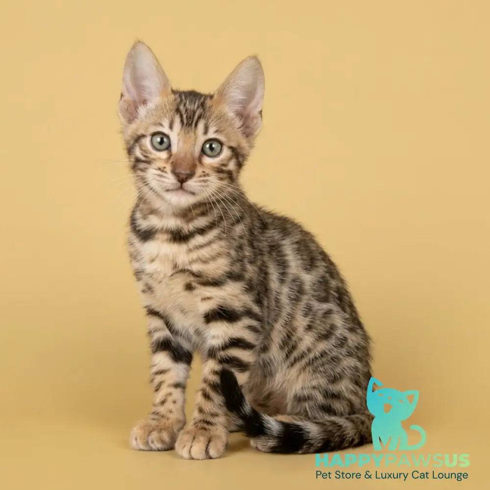 Bohemia Bengal female black spotted tabby - live animals