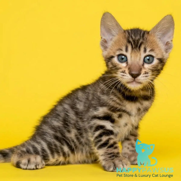 Bohemia Bengal female black spotted tabby - live animals