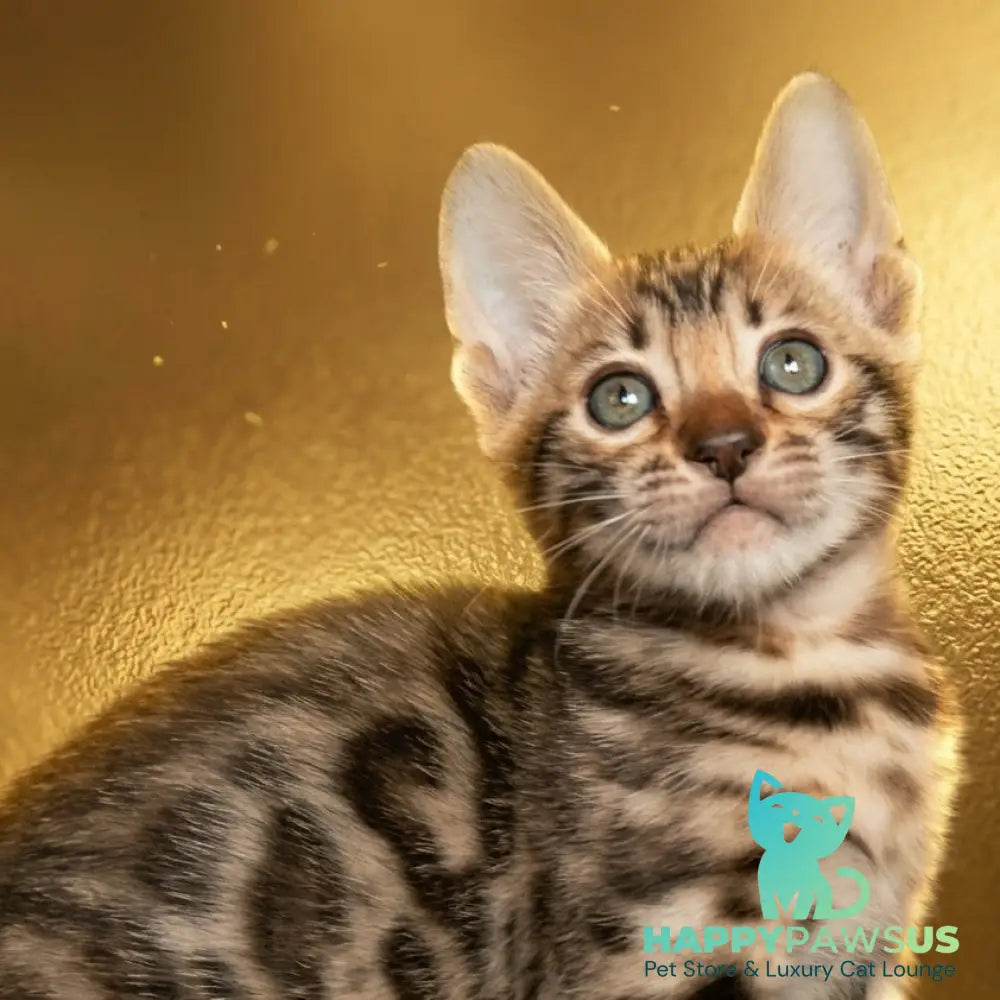 Bohemia Bengal female black spotted tabby - live animals
