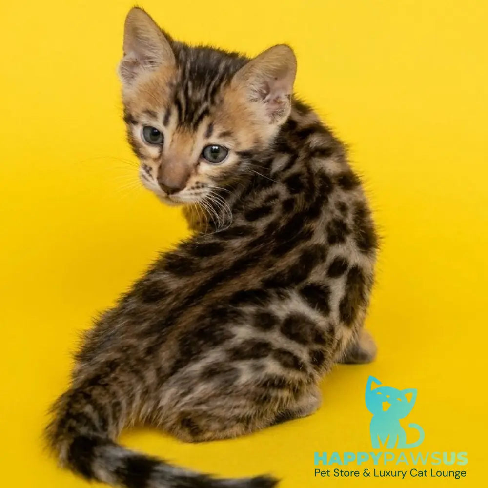 Bohemia Bengal female black spotted tabby - live animals
