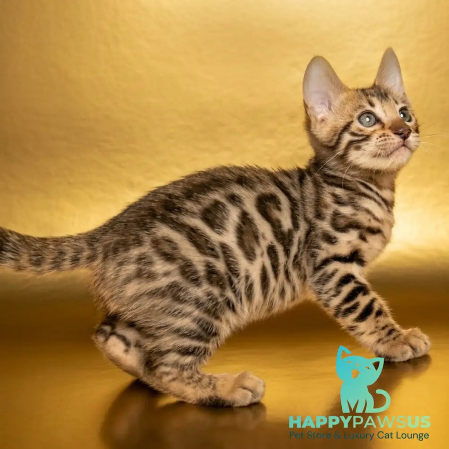 Bohemia Bengal female black spotted tabby - live animals