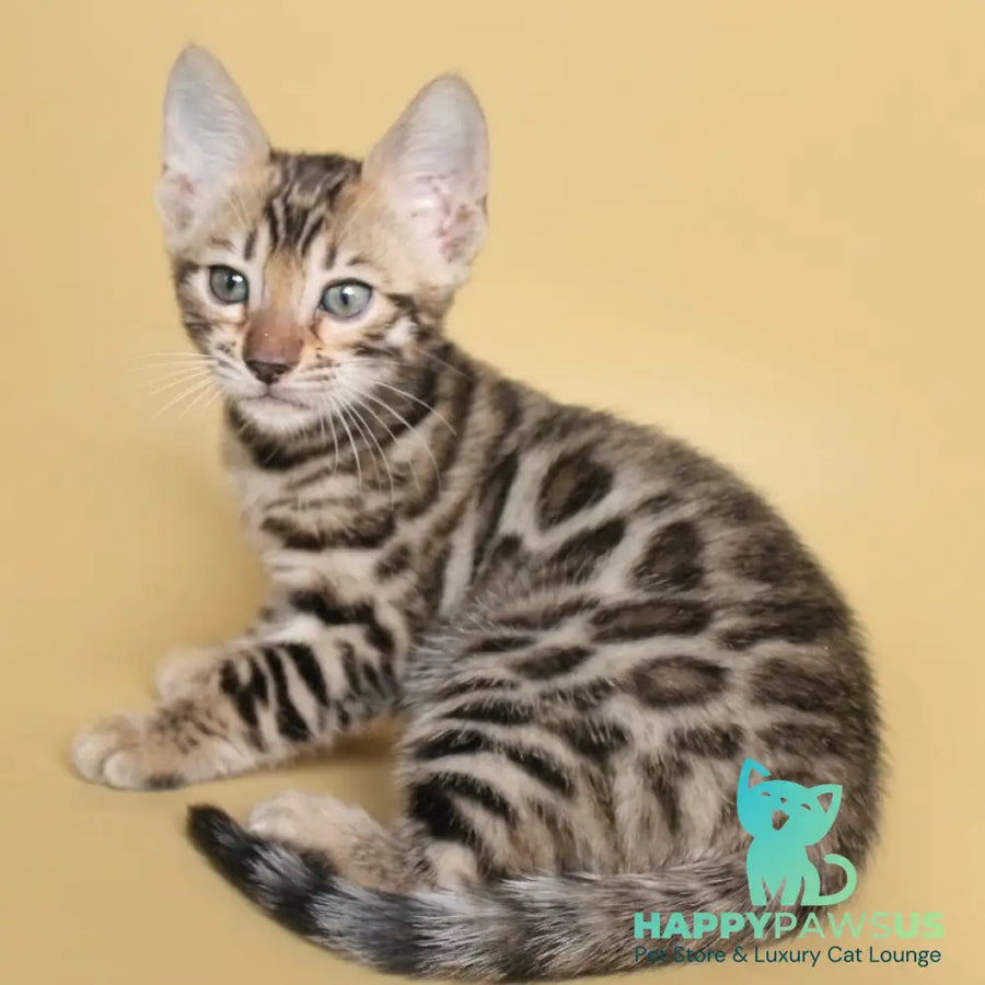 Bohemia Bengal female black spotted tabby - live animals
