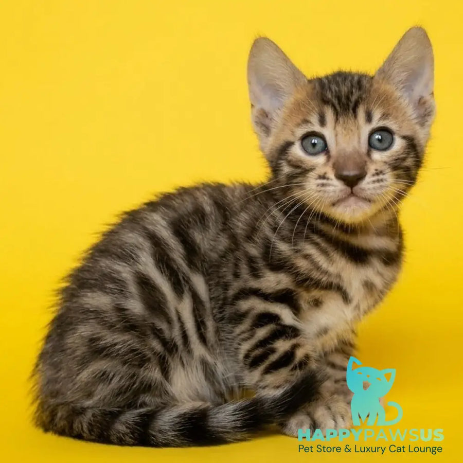 Bohemia Bengal female black spotted tabby - live animals