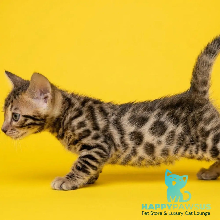Bohemia Bengal female black spotted tabby - live animals