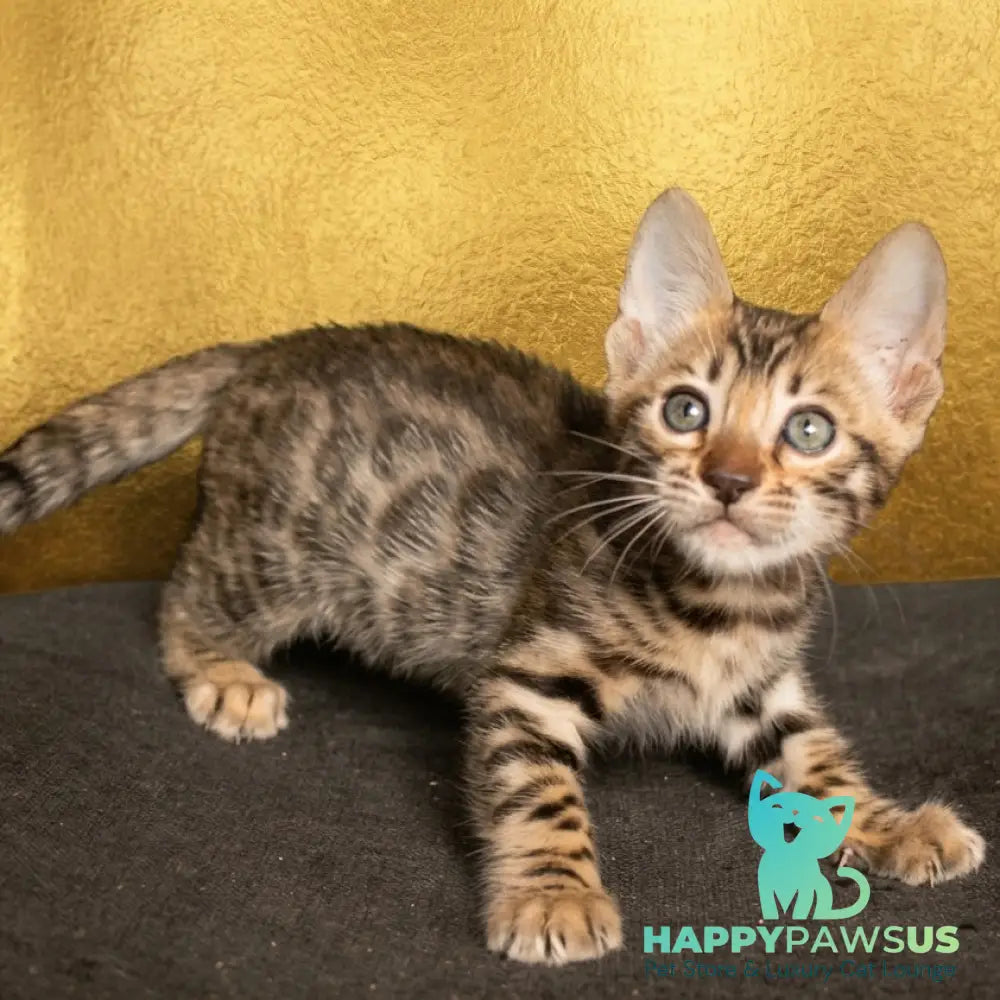 Bohemia Bengal female black spotted tabby - live animals