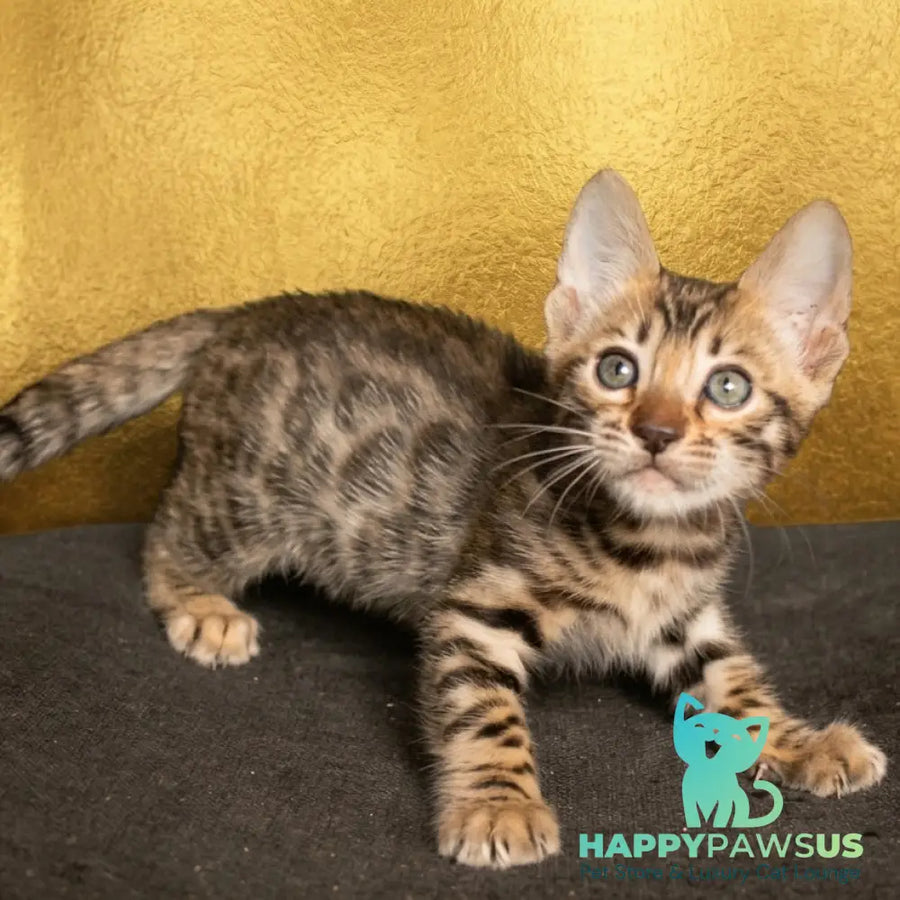 Bohemia Bengal female black spotted tabby - live animals