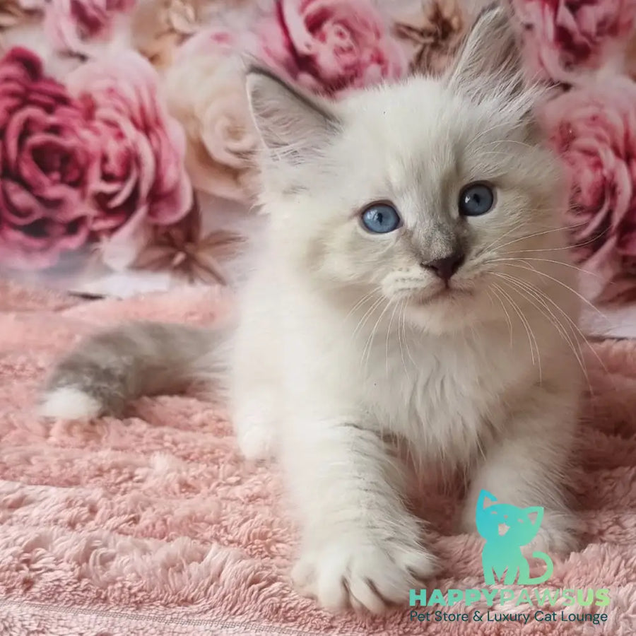 Boleslav Siberian male blue tabby pointed with white - live animals