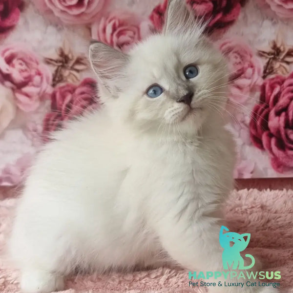 Boleslav Siberian male blue tabby pointed with white - live animals