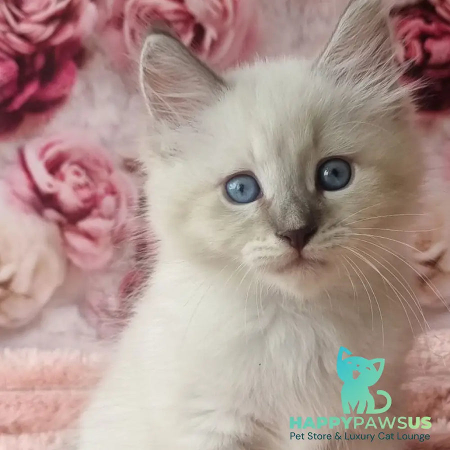 Boleslav Siberian male blue tabby pointed with white - live animals