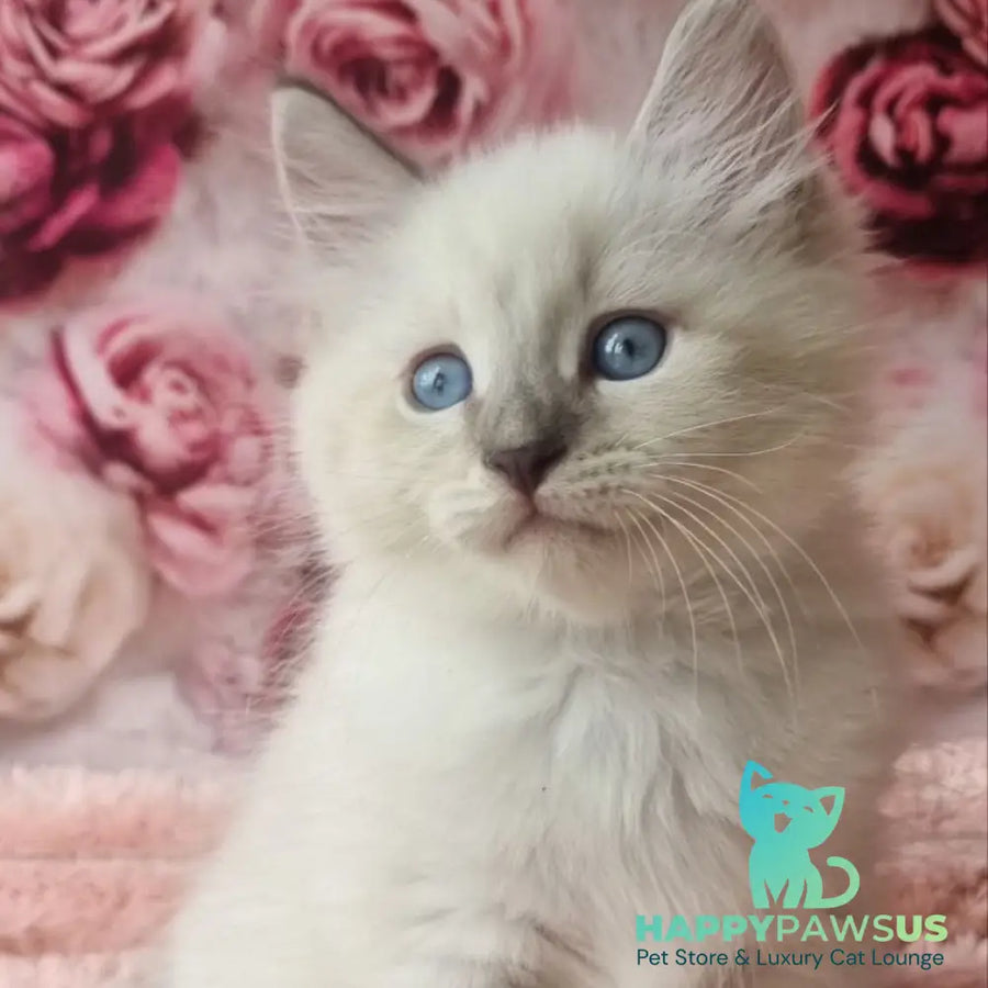 Boleslav Siberian male blue tabby pointed with white - live animals