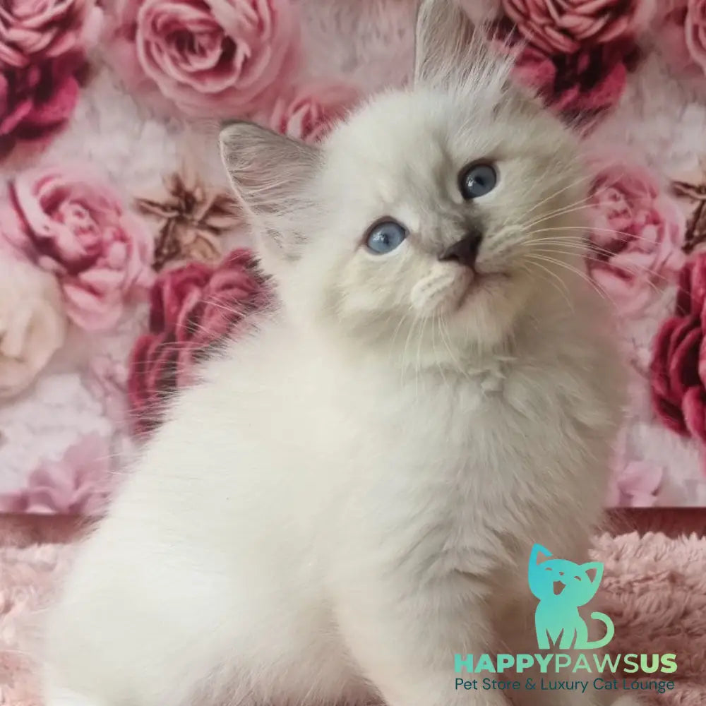 Boleslav Siberian male blue tabby pointed with white - live animals