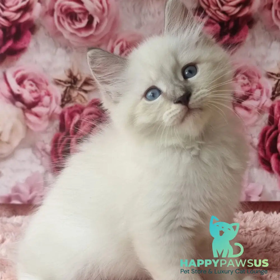 Boleslav Siberian male blue tabby pointed with white - live animals