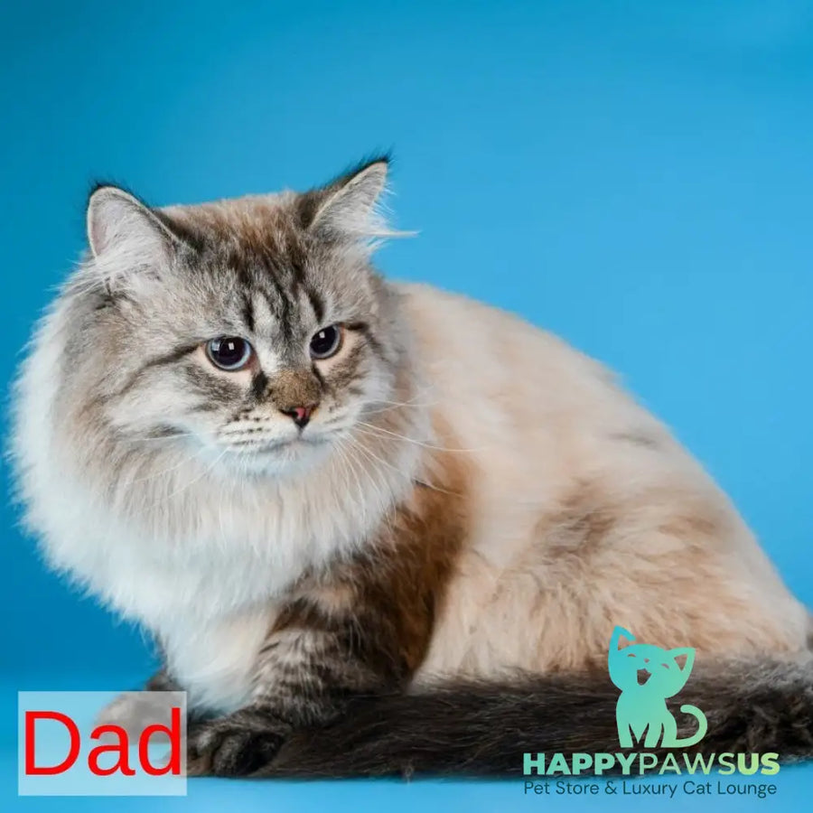 Boleslav Siberian male blue tabby pointed with white - live animals
