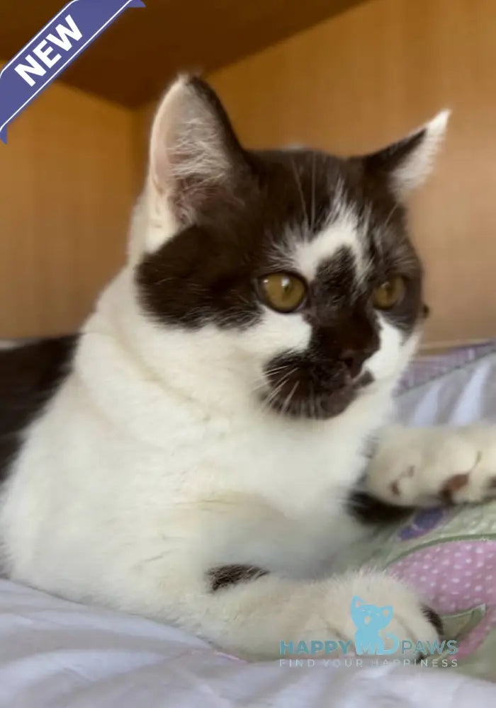 Bombay British Shorthair male chocolate bicolour live animals