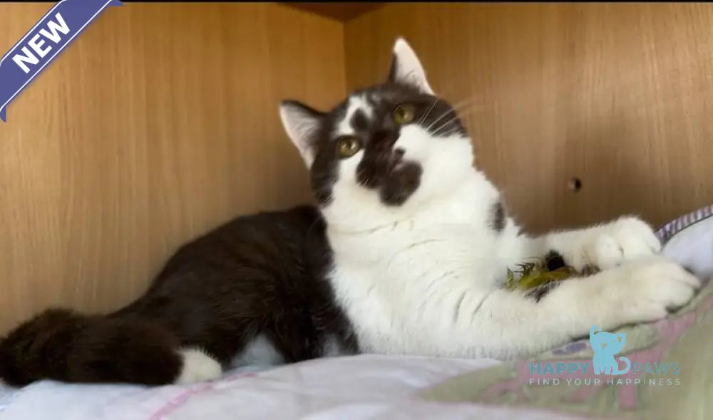 Bombay British Shorthair male chocolate bicolour live animals
