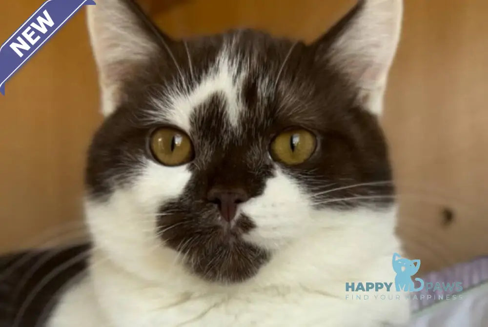 Bombay British Shorthair male chocolate bicolour live animals