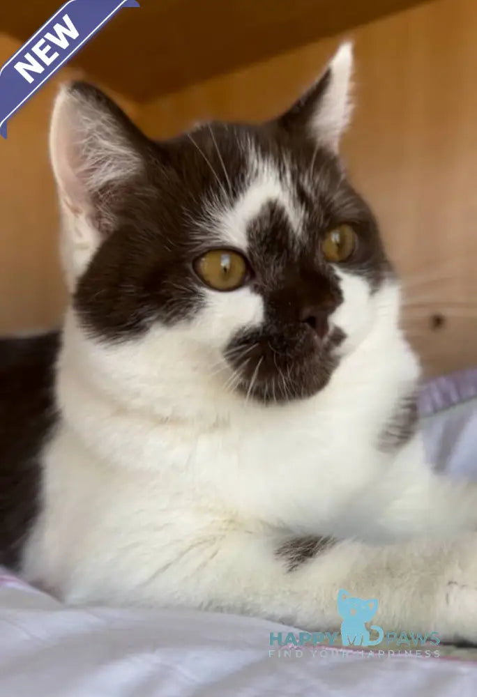 Bombay British Shorthair male chocolate bicolour live animals