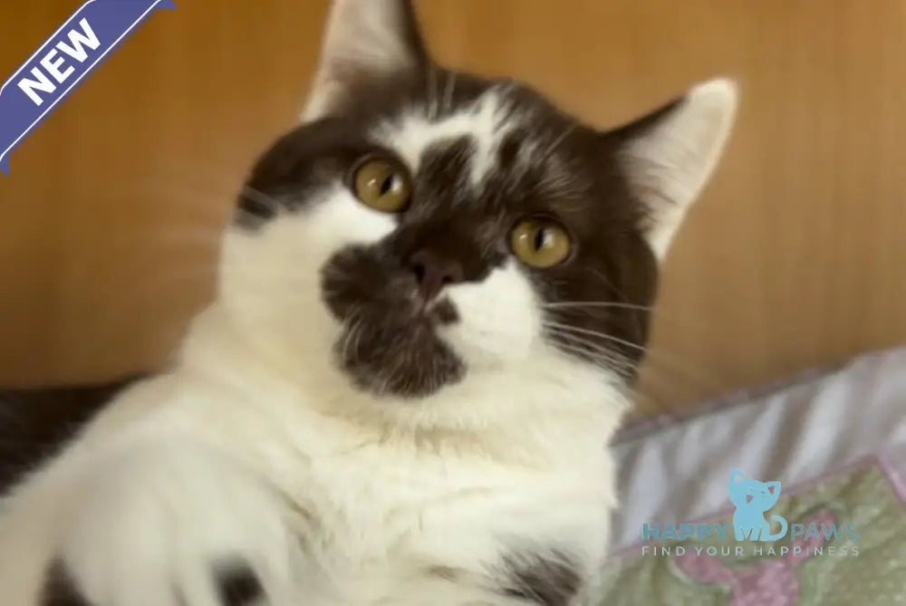 Bombay British Shorthair male chocolate bicolour live animals