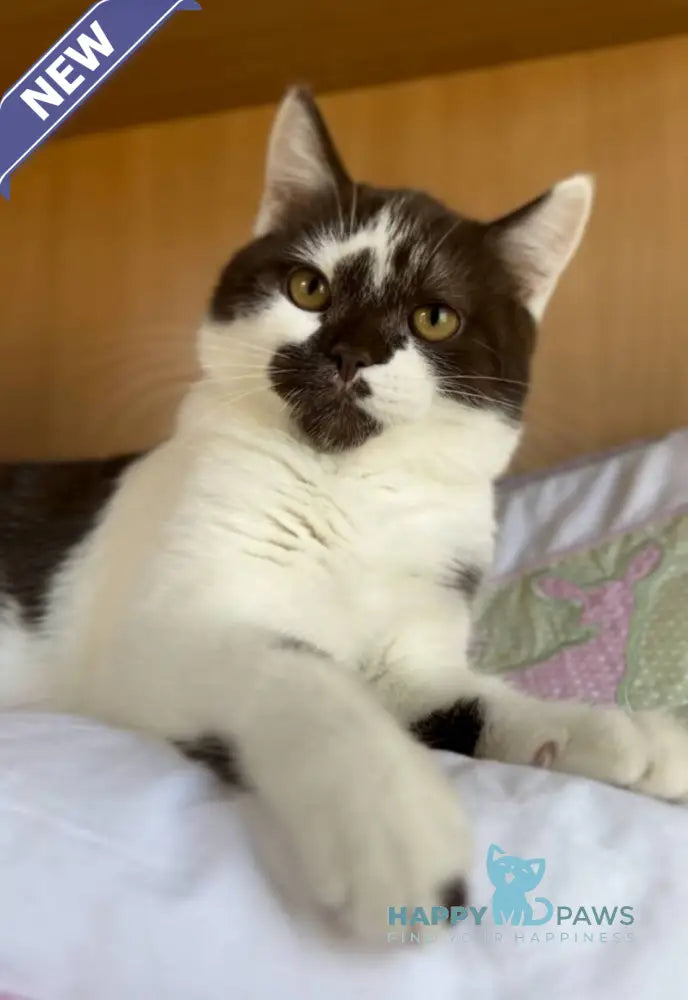 Bombay British Shorthair male chocolate bicolour live animals