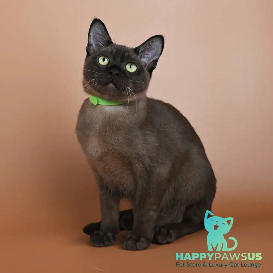 Bon Burmese male black - live animals