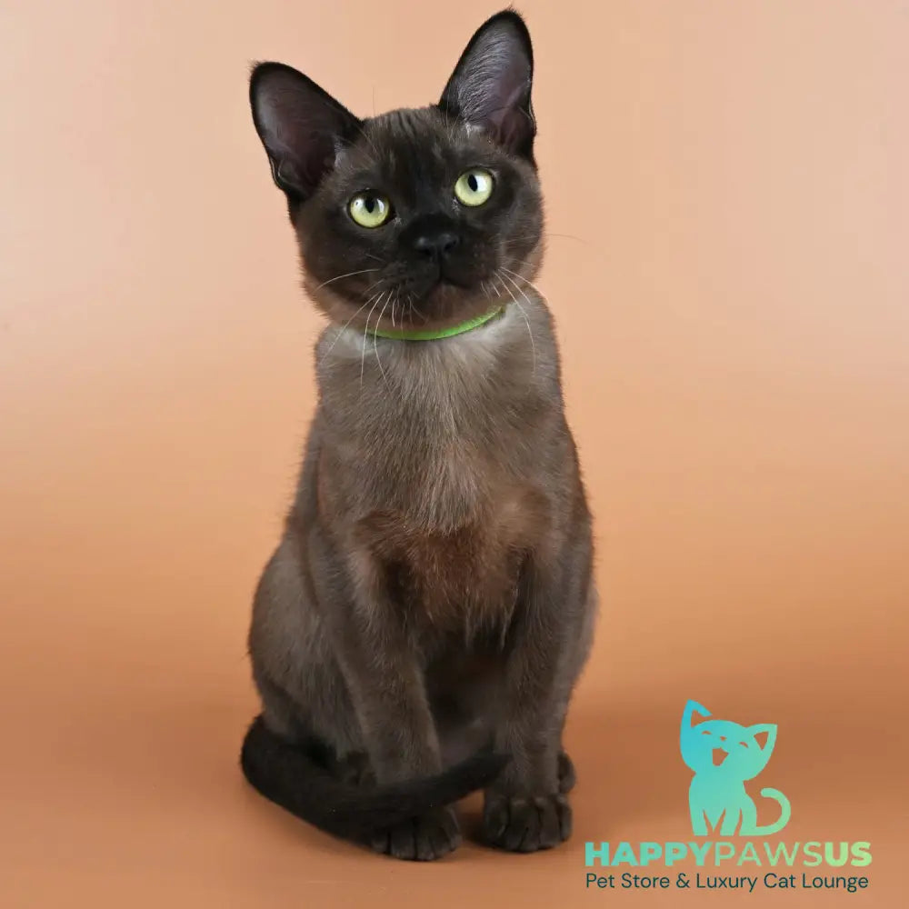 Bon Burmese male black - live animals