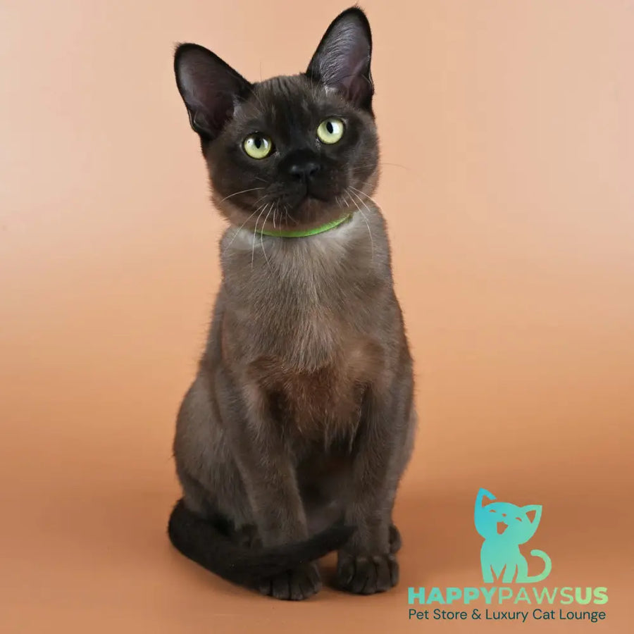 Bon Burmese male black - live animals