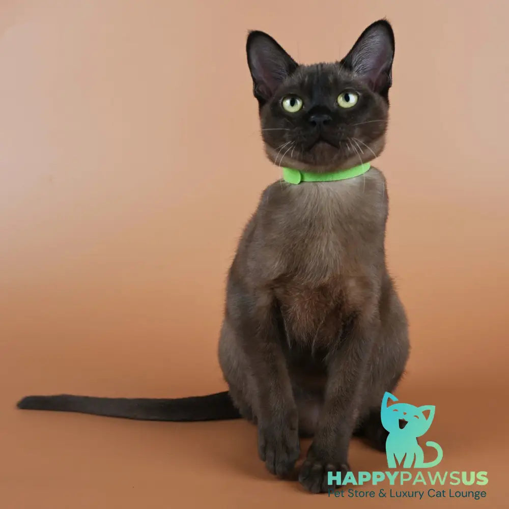Bon Burmese male black - live animals