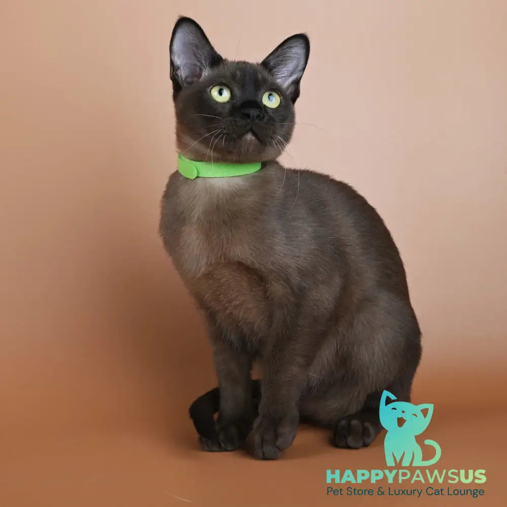 Bon Burmese male black - live animals