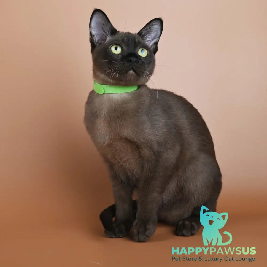 Bon Burmese male black - live animals
