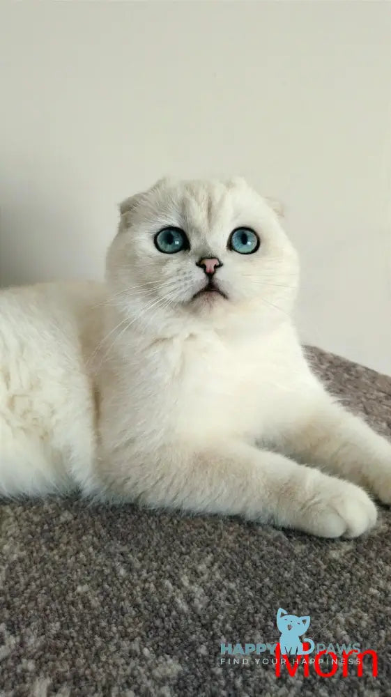 Bon-Bon Scottish Straight male blue silver shaded pointed live animals