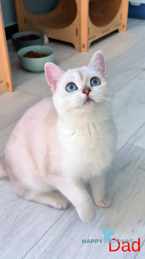 Bon-Bon Scottish Straight male blue silver shaded pointed live animals