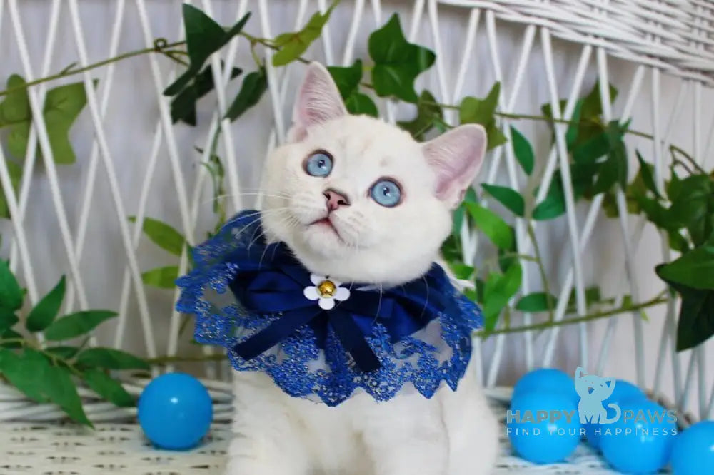 Bon-Bon Scottish Straight male blue silver shaded pointed live animals