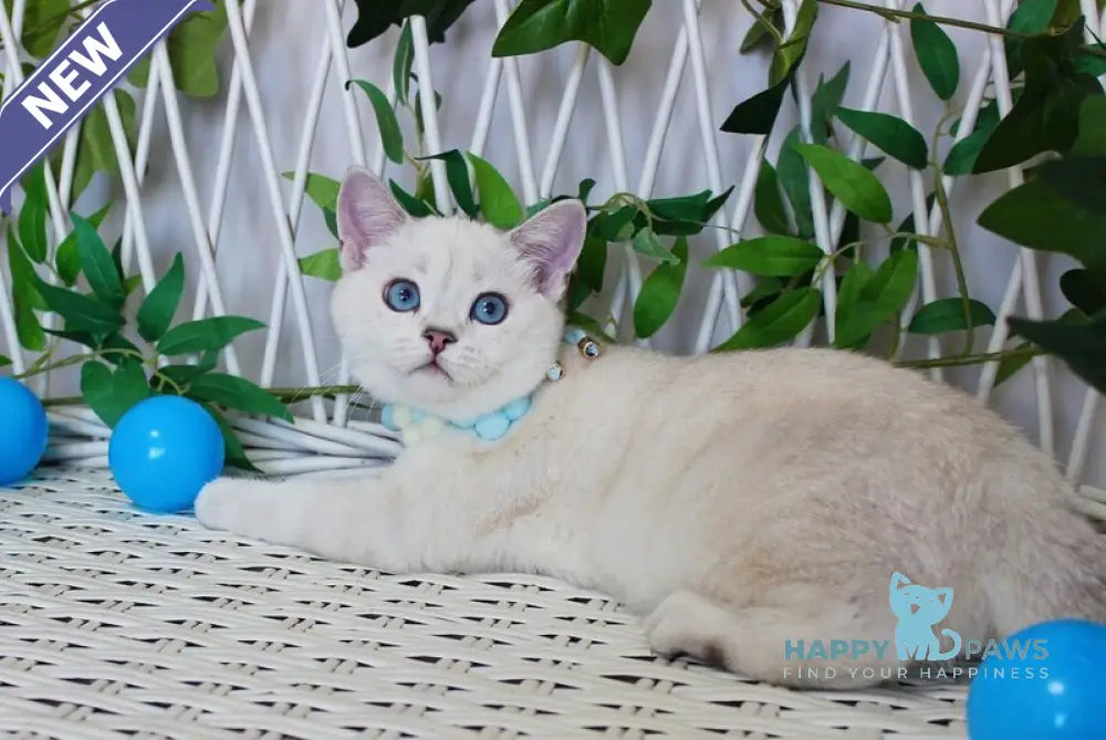 Bon-Bon Scottish Straight male blue silver shaded pointed live animals
