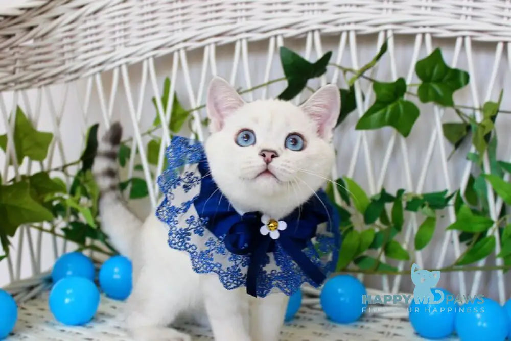 Bon-Bon Scottish Straight male blue silver shaded pointed live animals