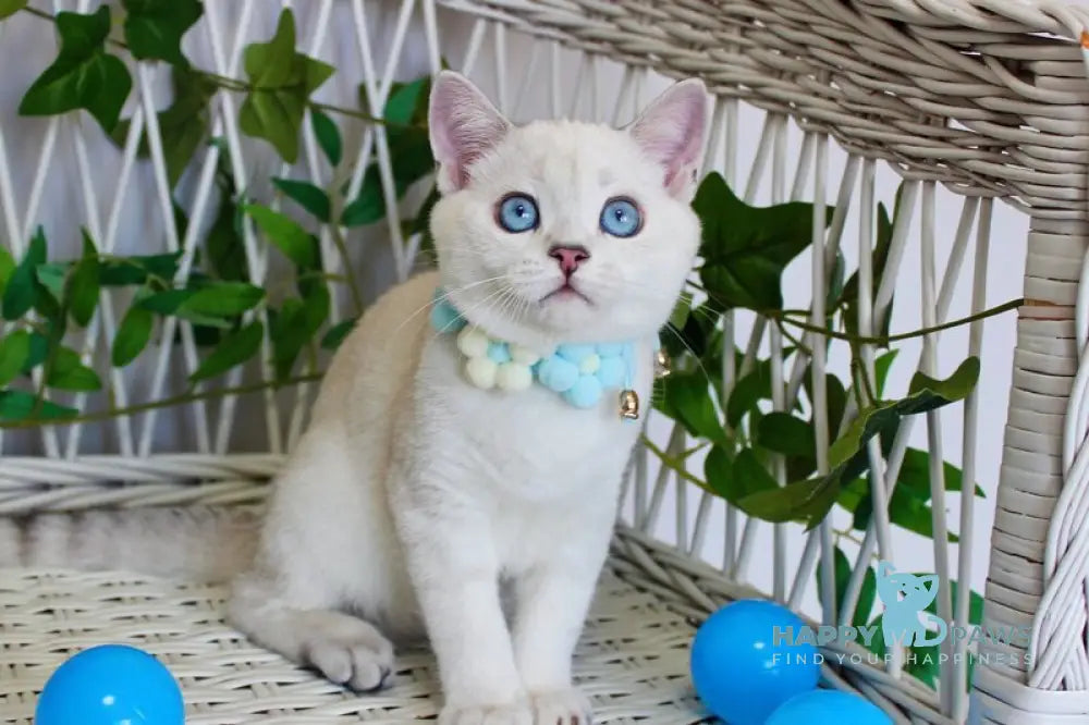 Bon-Bon Scottish Straight male blue silver shaded pointed live animals