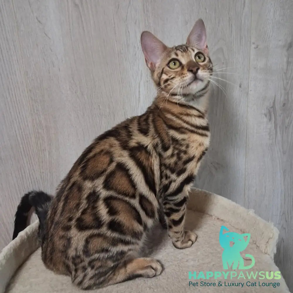 Bona Bengal female black spotted tabby - live animals