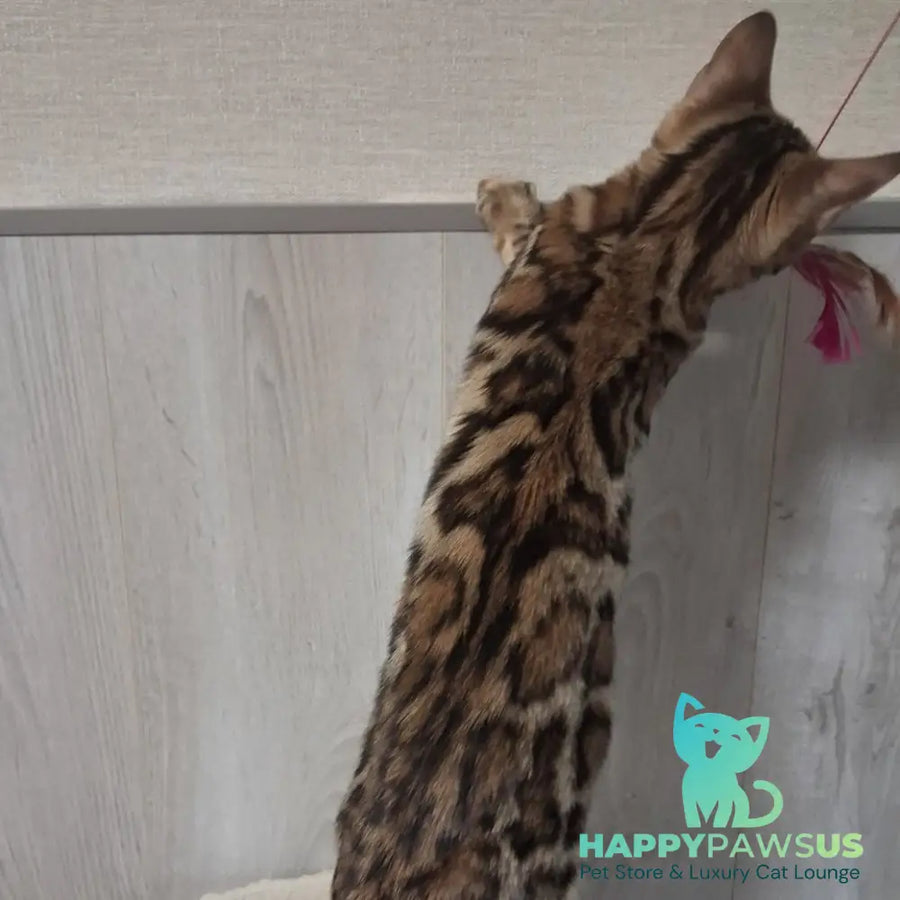 Bona Bengal female black spotted tabby - live animals